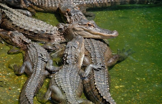 Everglades National Park with Hotel Pick up in Miami