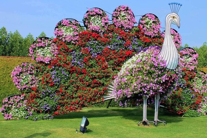 Dubai Miracle Garden with private round trip transfers 3