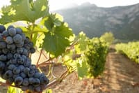 Optional winery visit