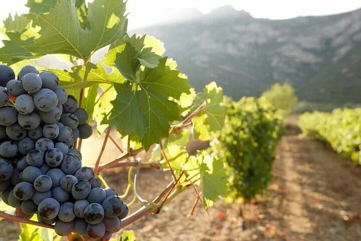 Optional winery visit
