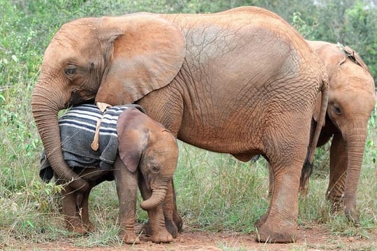  Elephant Orphanage & Giraffe Centre Tour