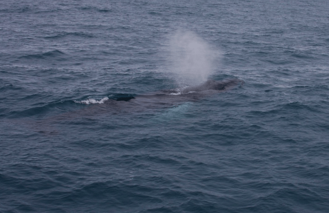 Whale Watching tour from Reykjavik