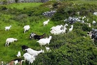 Food tasting and cultural tour Inishmore, Aran Islands. Private guided 9