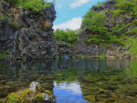 Paradísarlaut hollow