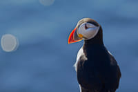 Puffin Express 10