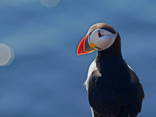 Puffin Express, photo 10