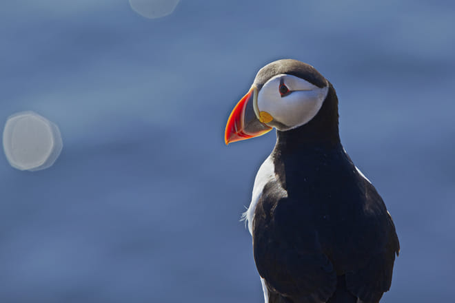 Puffin Express 10