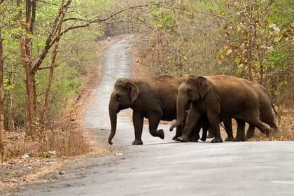 Hubli to Anshi National Park (Kali TigerReserve) & Goa Beach Tour