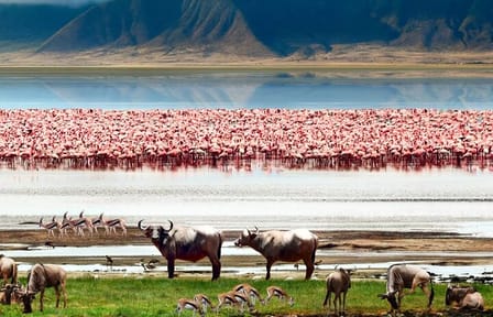 5Days Masai Mara Nakuru Naivasha joining Group Budget Safari