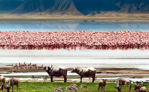 5-Day Budget Safari Tour in Masai Mara, Nakuru, and Naivasha
