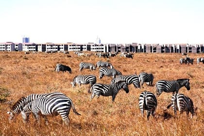 Full Day Tour Nairobi National Park, Elephant Orphanage & Giraffe Center