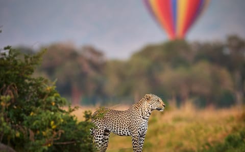 5-Day Wildlife Safari in Nairobi and Maasai Mara, Kenya