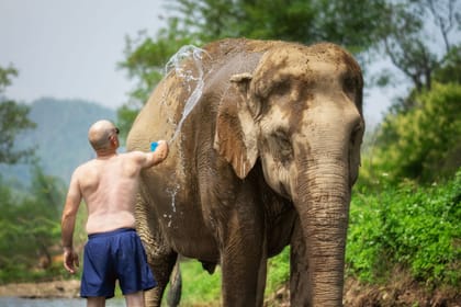 Chiang Mai: Walk With Elephants Experience