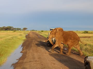Elephants crossing