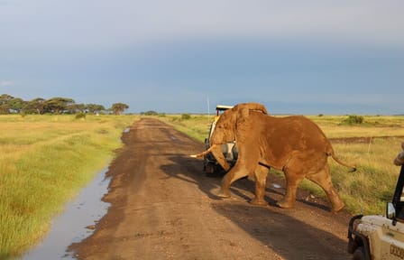3 Days 2 Nights Private Amboseli Safari