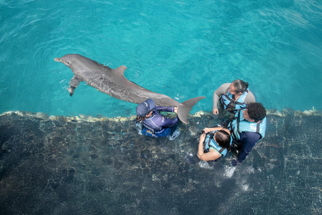 Akumal: Dolphin Connection Program