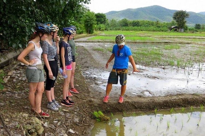 cycling tour rice fields