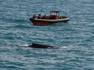 Reykjavík Premium Whale Watching, photo 21