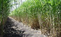 Higuey City Tour - From Punta Cana 6