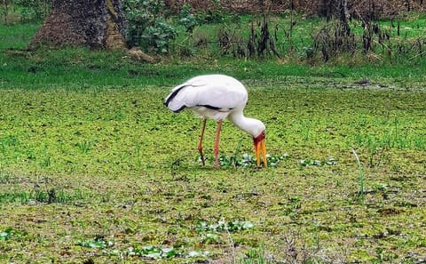2-Day Private Safari to Lake Nakuru and Hell’s Gate Parks