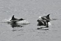 Reykjavík Whales & ATV 9
