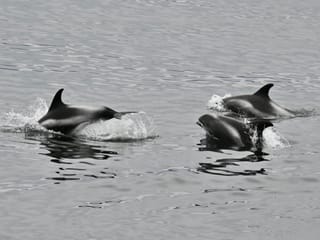 Reykjavík Whales & ATV, photo 9