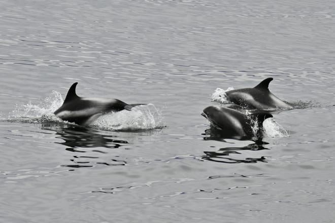 Reykjavík Whales & ATV 9
