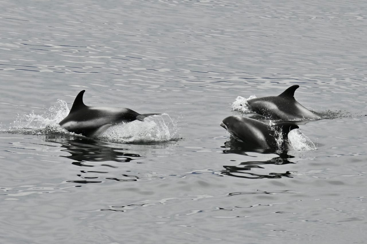 Reykjavík Whales & ATV 9