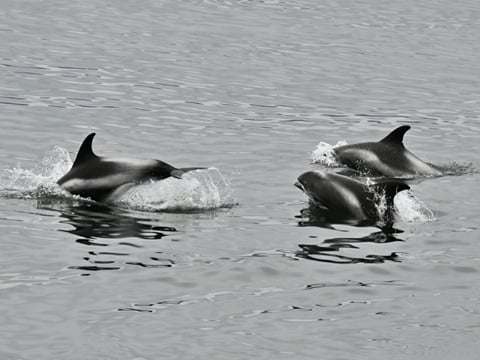 Reykjavík Whales & ATV, photo 9