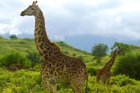 Two giraffes standing in a lush, green hilly landscape under a cloudy sky.