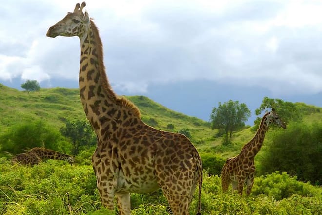 Two giraffes standing in a lush, green hilly landscape under a cloudy sky.