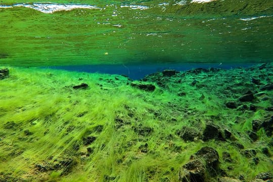 Freedive Silfra Day Tour