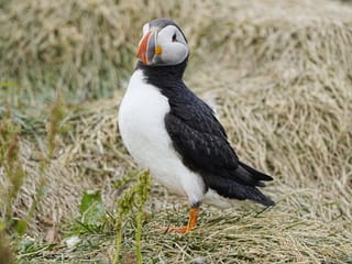 Deutschsprachige Tagestour Südisland - ab Reykjavík, Hveragerði & Selfoss, photo 10