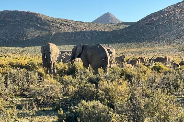 Cape Town Aquila Game Reserve Big 5 Sunset Safari with Transport
