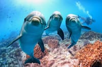 Dolphin Show & Swimming in Sharm EL Sheikh 2