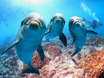 Dolphin Show and Swimming Experience in Sharm El Sheikh