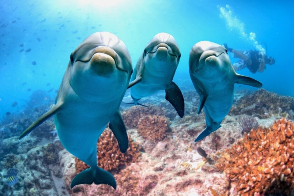 Dolphin Show & Swimming in Sharm EL Sheikh 2