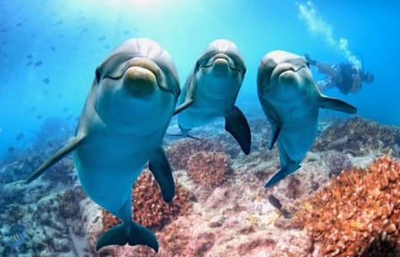 Dolphin Show and Swimming Experience in Sharm El Sheikh