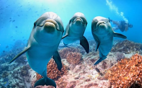 Dolphin Show and Swimming Experience in Sharm El Sheikh