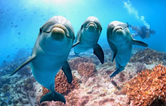 Dolphin Show & Swimming in Sharm EL Sheikh