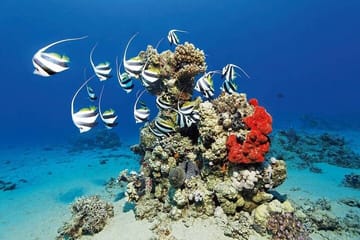 Snorkeling Tour at Sataya Dolphin House in Marsa Alam