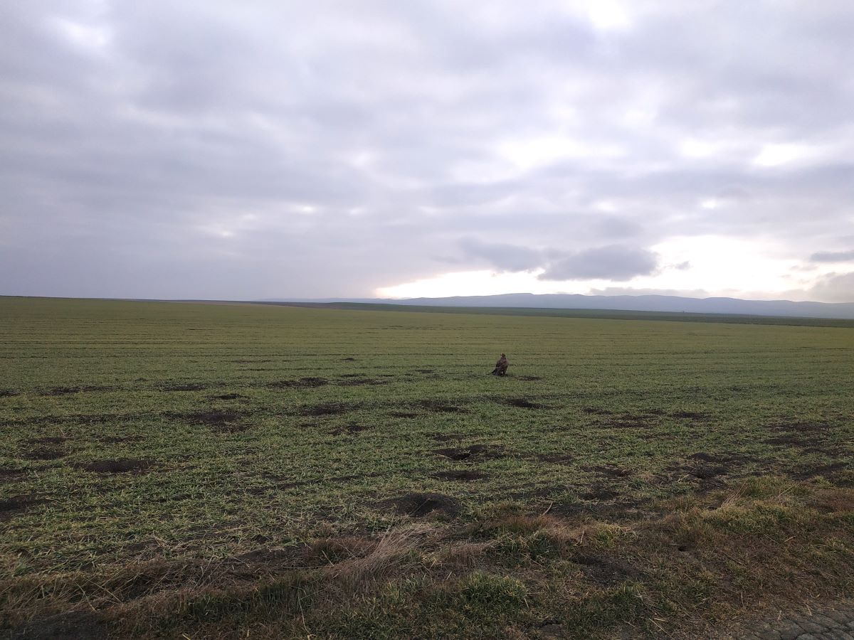 diverse fauna of vashlovani national park