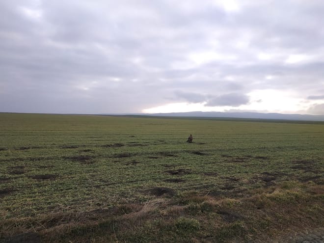 diverse fauna of vashlovani national park
