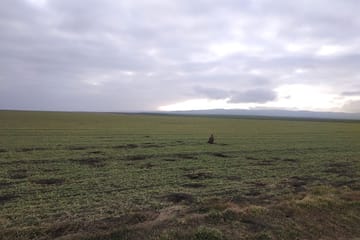 Birdwatching and Nature Tour in Vashlovani National Park from Tbilisi