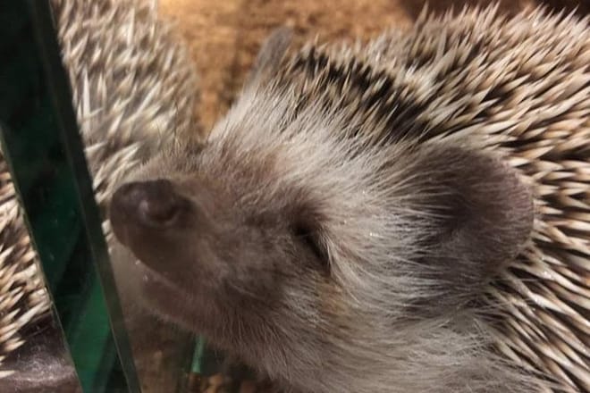 Admission to Hedgehog Cafe in Harajuku photo 2