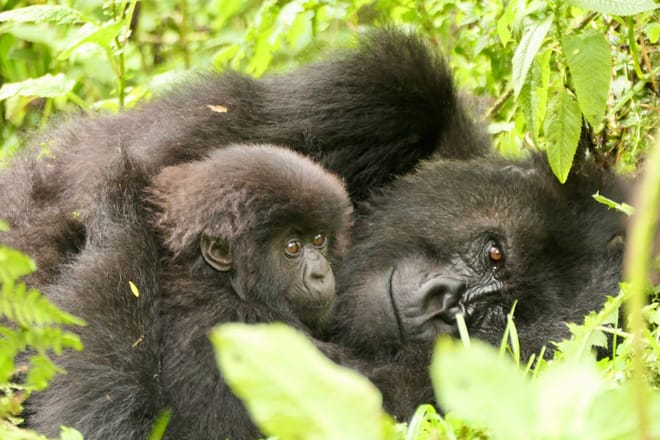 6-day Gorilla Habituation, Murchison falls park and Jinja Experience photo 4