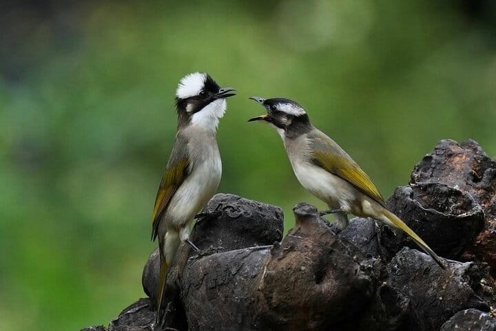 4-Day Birding in Murchison Falls National Park