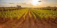 Private Nemean Wine Tour, Ancient Nemea & Mycenae from Athens 4