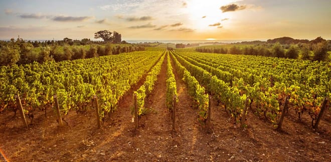 Private Nemean Wine Tour, Ancient Nemea & Mycenae from Athens photo 4