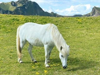 Isafjordur and Westfjords Private Tour, photo 11
